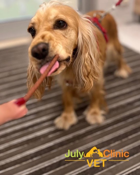 July Vet Veterinary Clinic