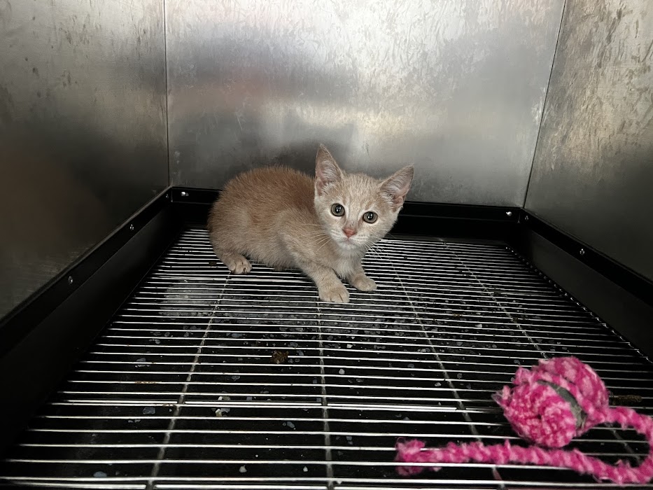 July Vet Veterinary Clinic