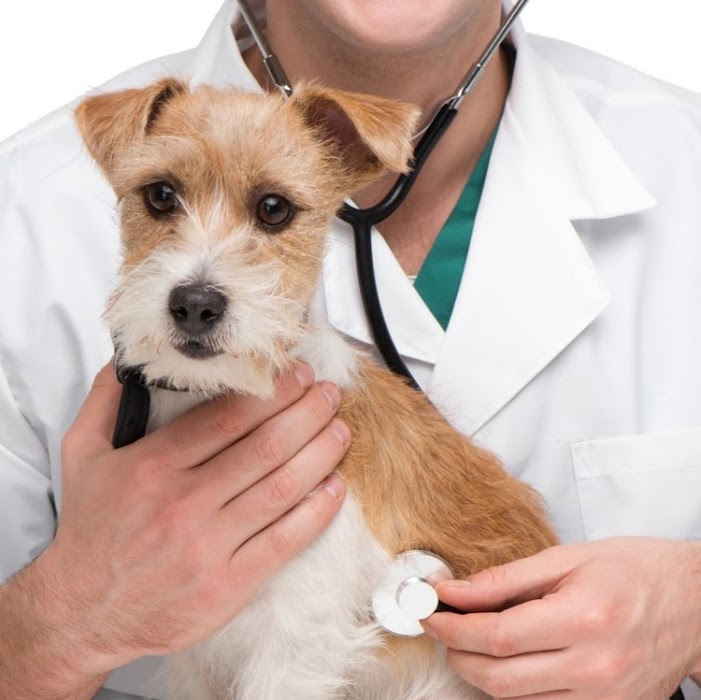 VETERINARY CLINIC SITIVET