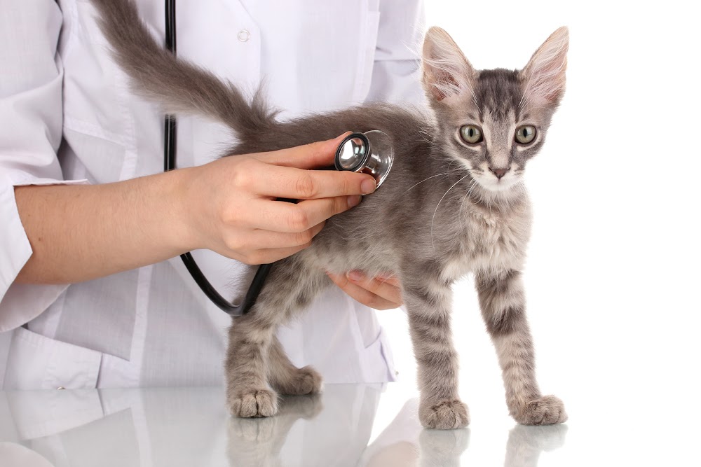 VETERINARY CLINIC SITIVET