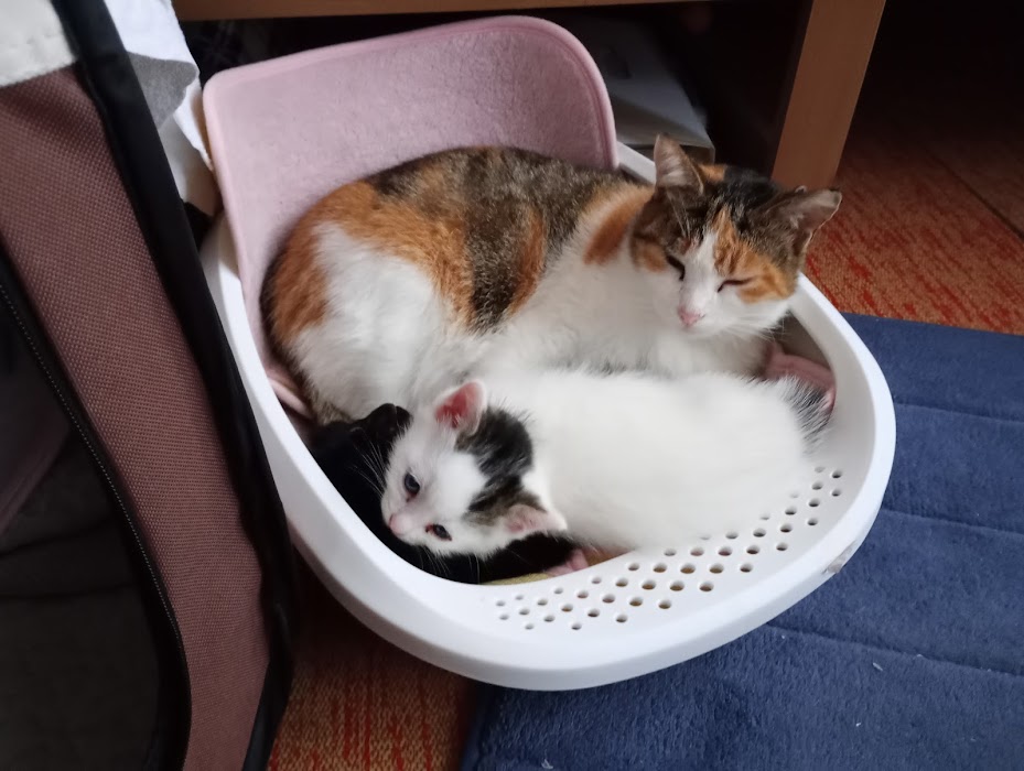 Veterinary Clinic PRESI VET