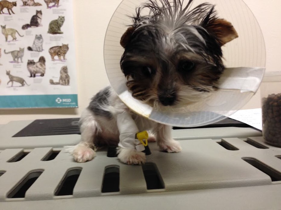 City Veterinary Clinic