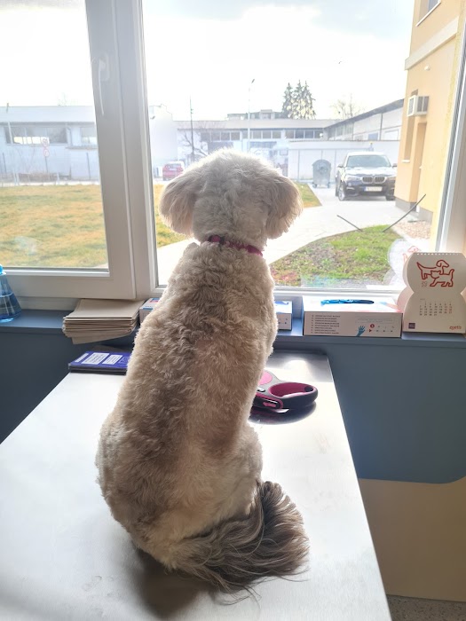 Veterinary clinic Novet - Animals and Us