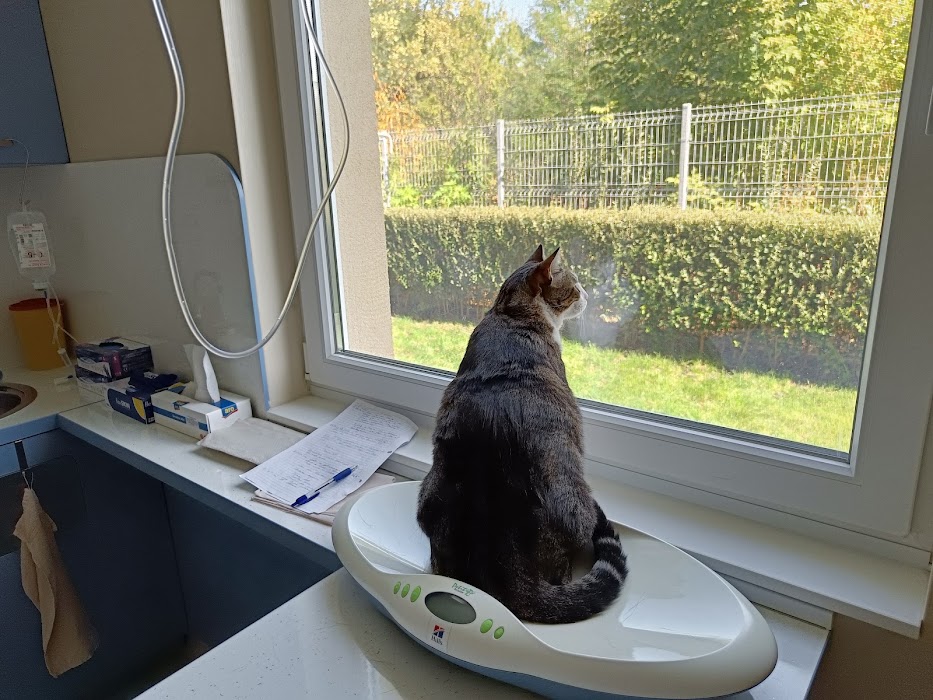 Veterinary clinic Novet - Animals and Us