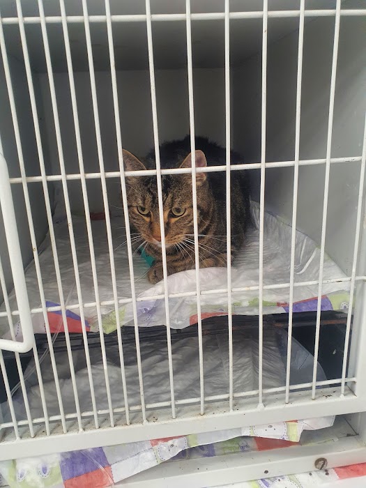 Verti Veterinary Clinic X Tail Plovdiv