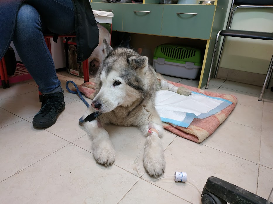 Best Vet (Бест Вет)