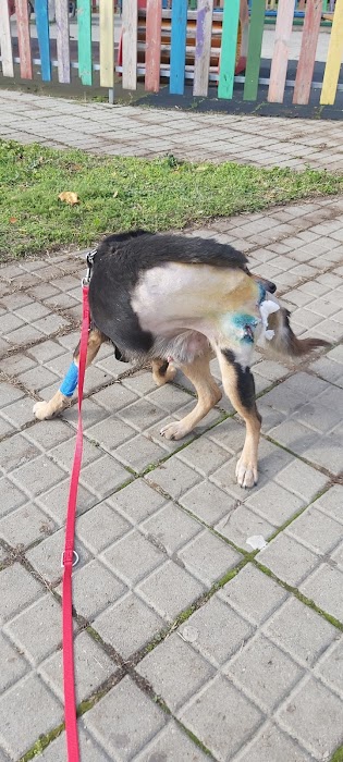 Veterinary office "Elpida"