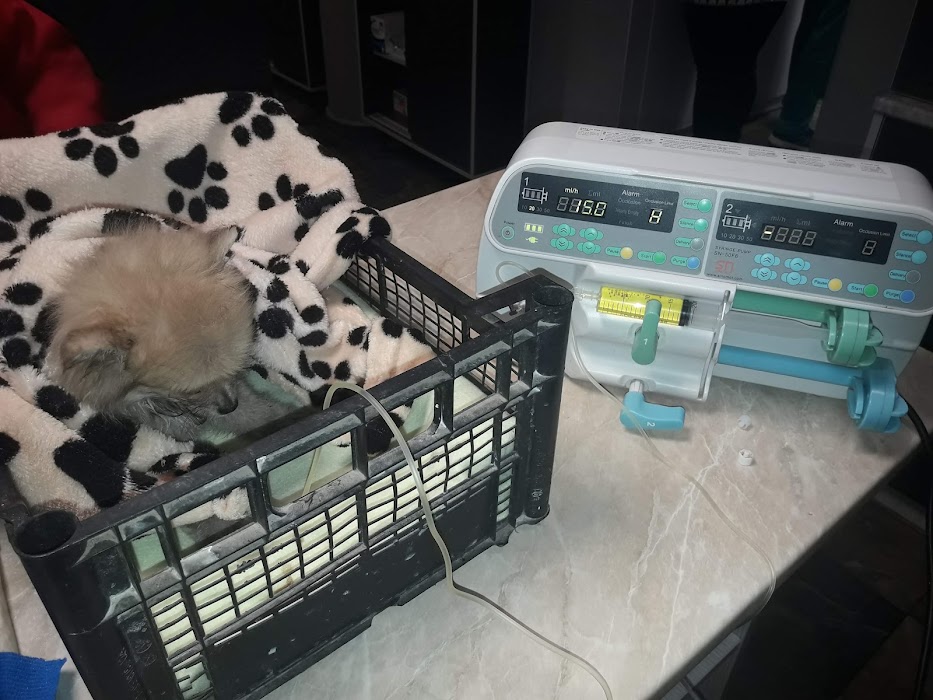 Veterinary office "Elpida"