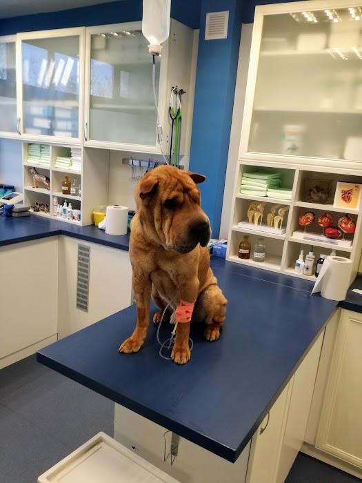 City Jungle Veterinary Clinic