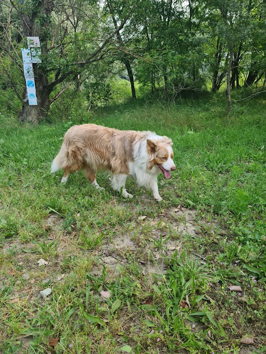 Kaloyan Yordanov - Veterinary Clinic