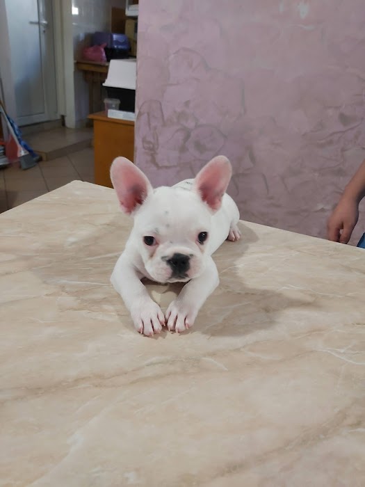 Orion - Vet Clinic