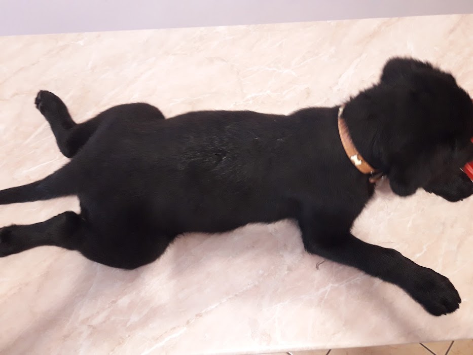 Orion - Vet Clinic