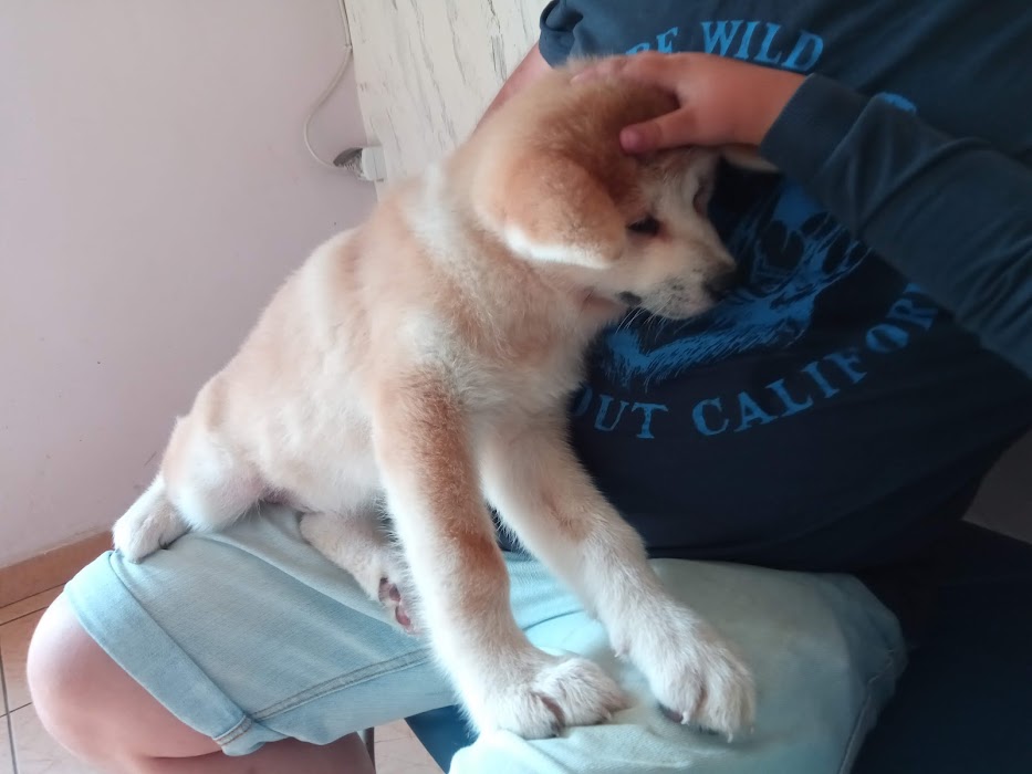 Orion - Vet Clinic