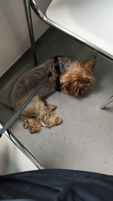 Vet clinic Odesos