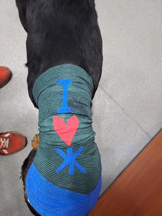 Vet clinic Odesos