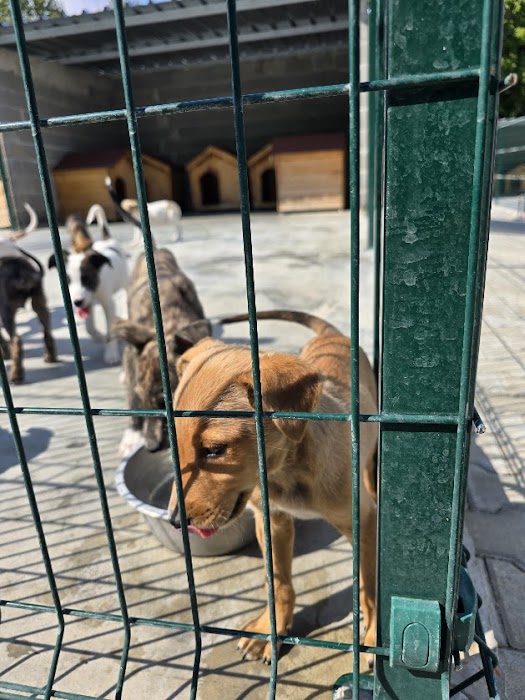 Кучешки приют Горна Оряховица