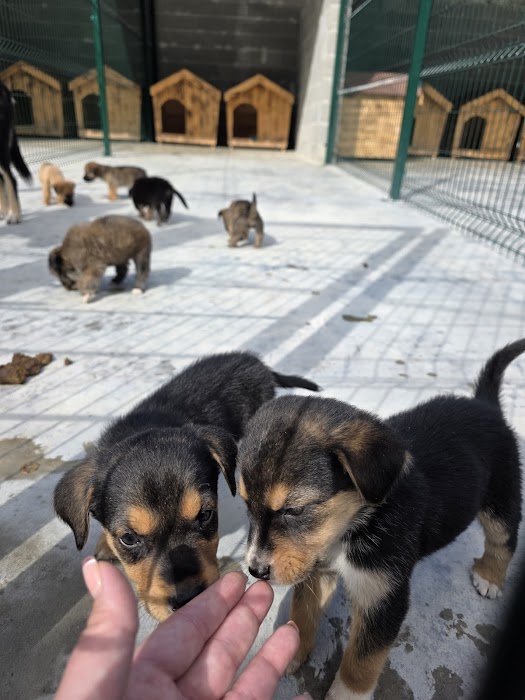 Кучешки приют Горна Оряховица