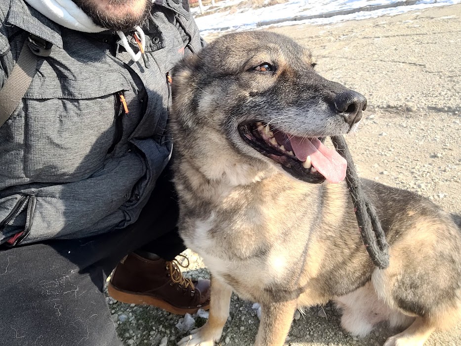 Animal Rescue Sofia