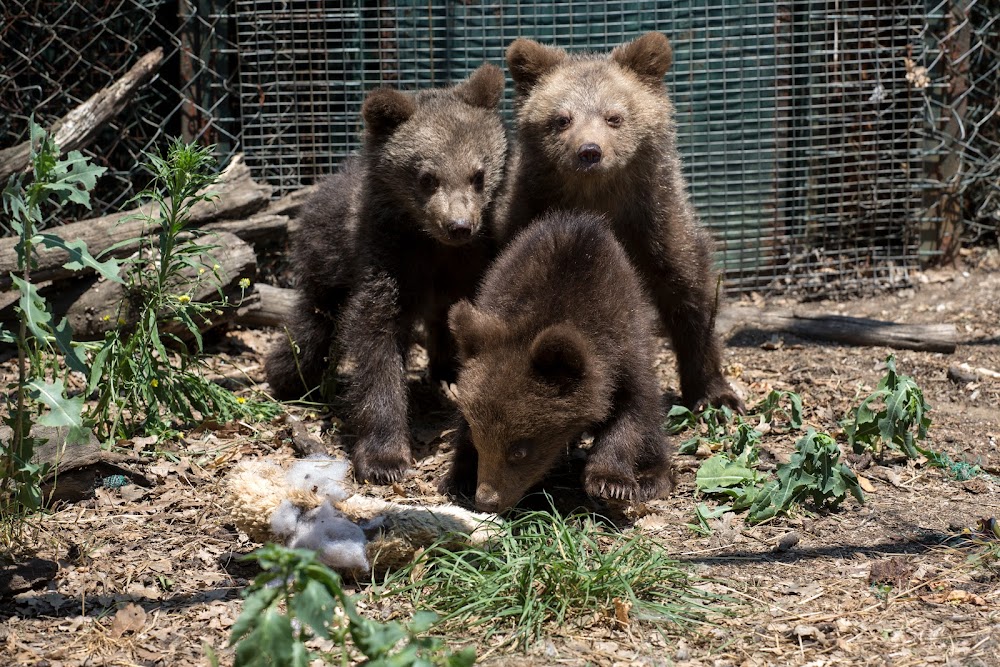 FOUR PAWS Bulgaria