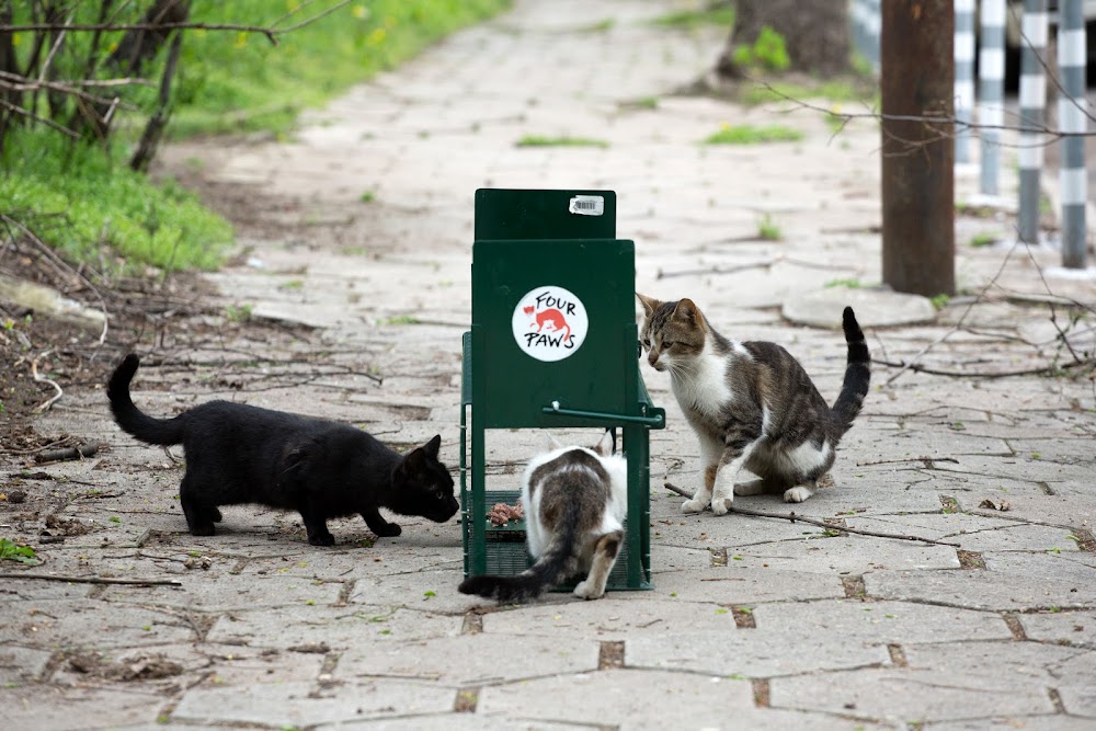 FOUR PAWS Bulgaria