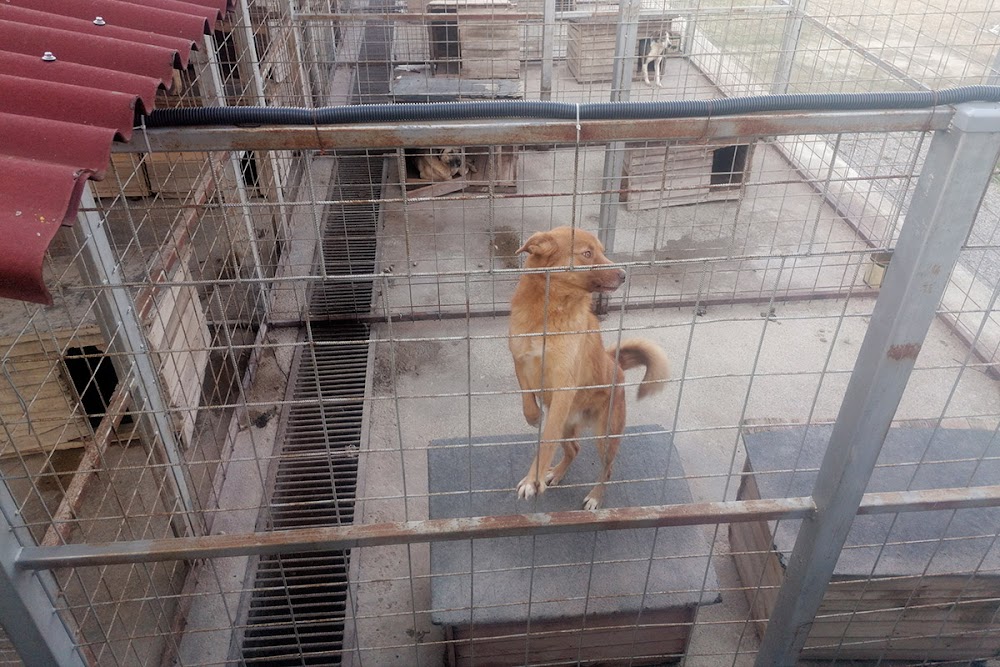 Animal shelter