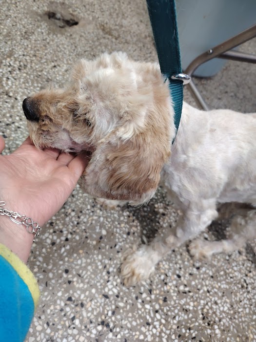 Dog Shelter Shumen