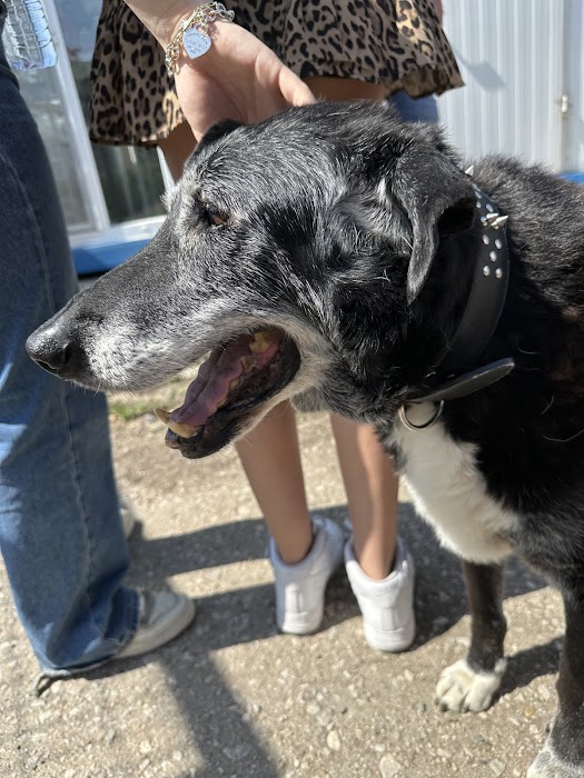 Every Dog Matters EU Shelter