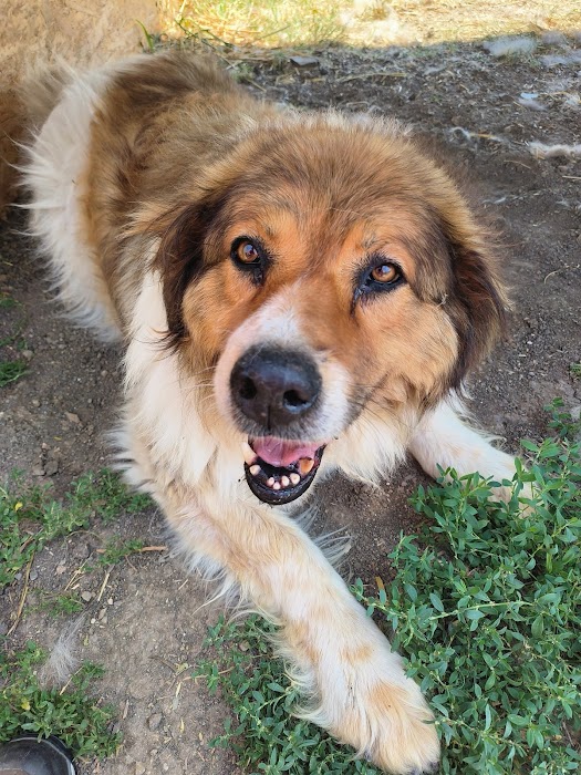 Every Dog Matters EU Shelter