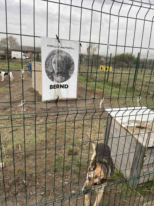 Every Dog Matters EU Shelter