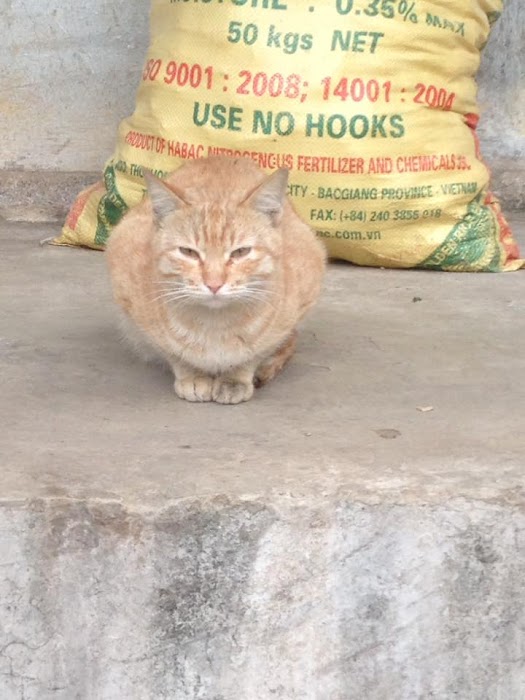 ФОНДАЦИЯ ЗА ПРЕДОТВРАТЯВАНЕ НА ЖЕСТОКОСТТА НА ЖИВОТНИТЕ - SPCA Bulgaria - Правна Защтита на Животни