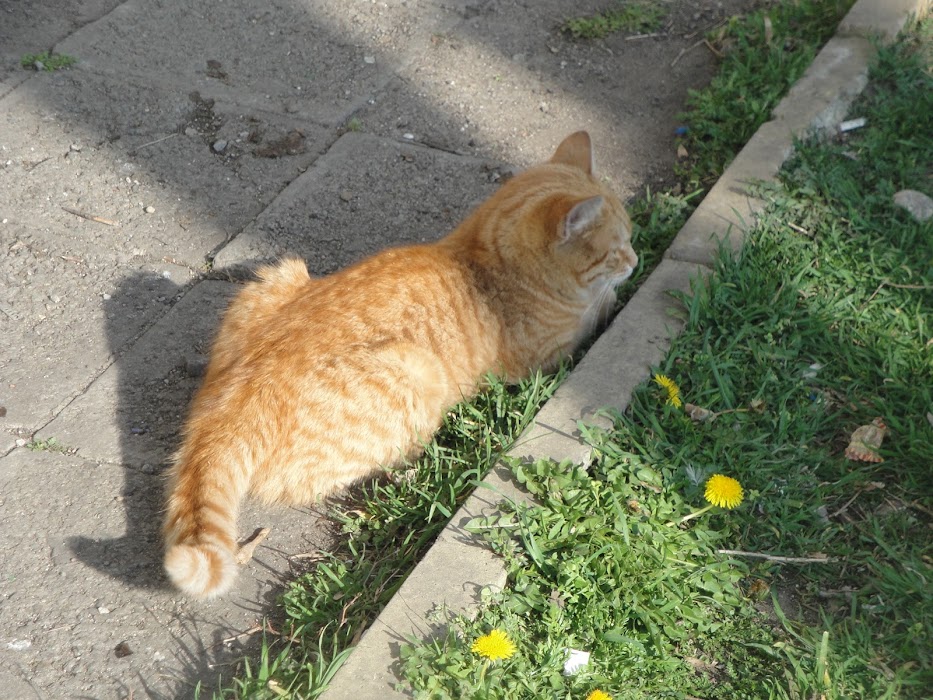 ФОНДАЦИЯ ЗА ПРЕДОТВРАТЯВАНЕ НА ЖЕСТОКОСТТА НА ЖИВОТНИТЕ - SPCA Bulgaria - Правна Защтита на Животни
