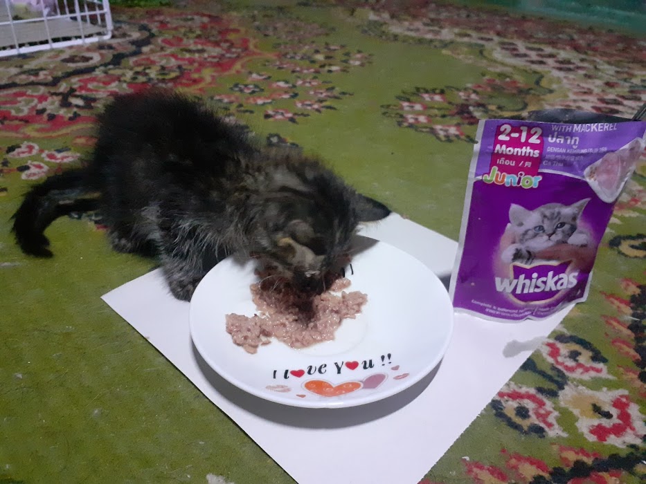 ФОНДАЦИЯ ЗА ПРЕДОТВРАТЯВАНЕ НА ЖЕСТОКОСТТА НА ЖИВОТНИТЕ - SPCA Bulgaria - Правна Защтита на Животни