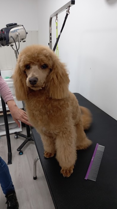 Felix dogs І Фризьорски салон и СПА център за кучета | жк. Люлин 10