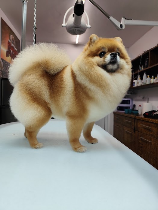 Fluff & Buff - Groomer and zoomarket