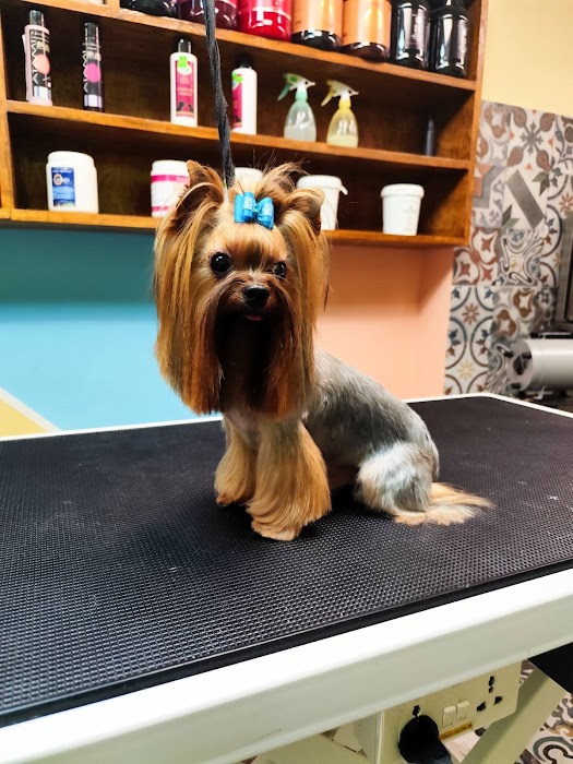 Fluff & Buff - Groomer and zoomarket