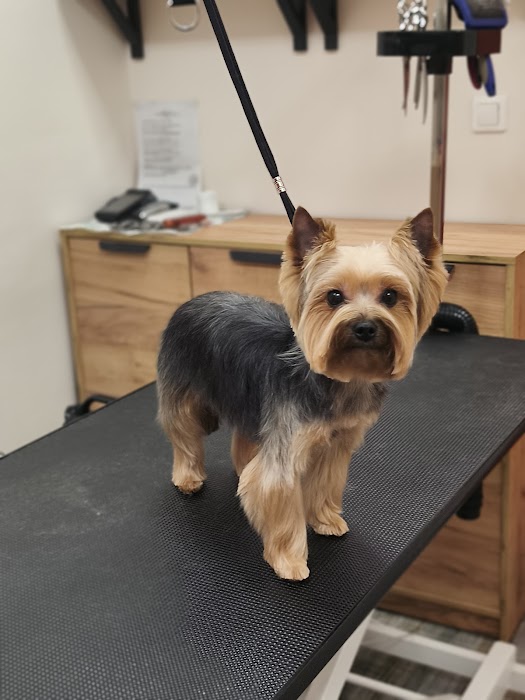 Findus Pet Grooming