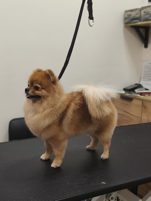 Findus Pet Grooming