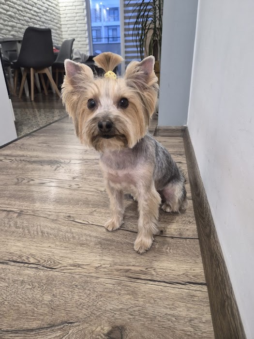 HAPPY PET SPA & GROOMING