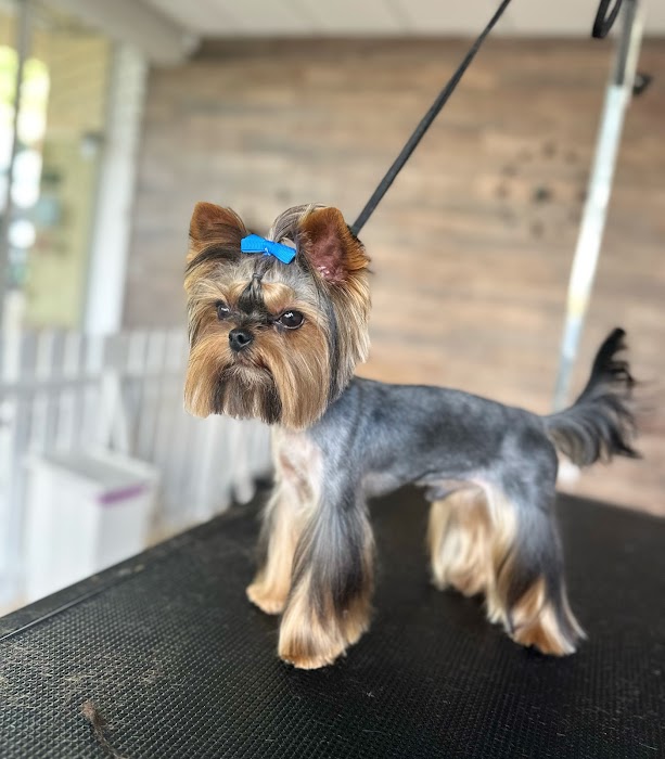 Furry Grooming & Care Salon