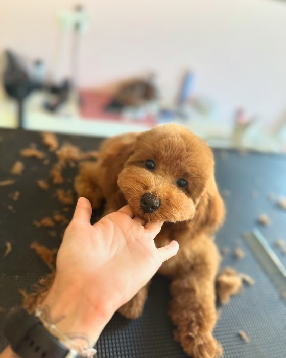 Furry Grooming & Care Salon