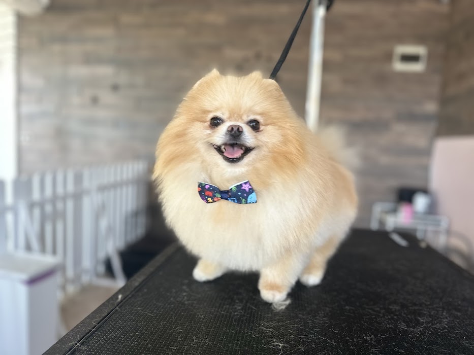 Furry Grooming & Care Salon