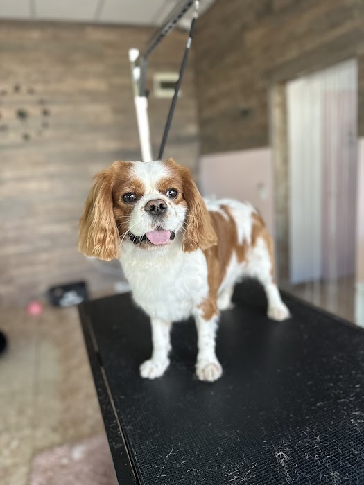 Furry Grooming & Care Salon
