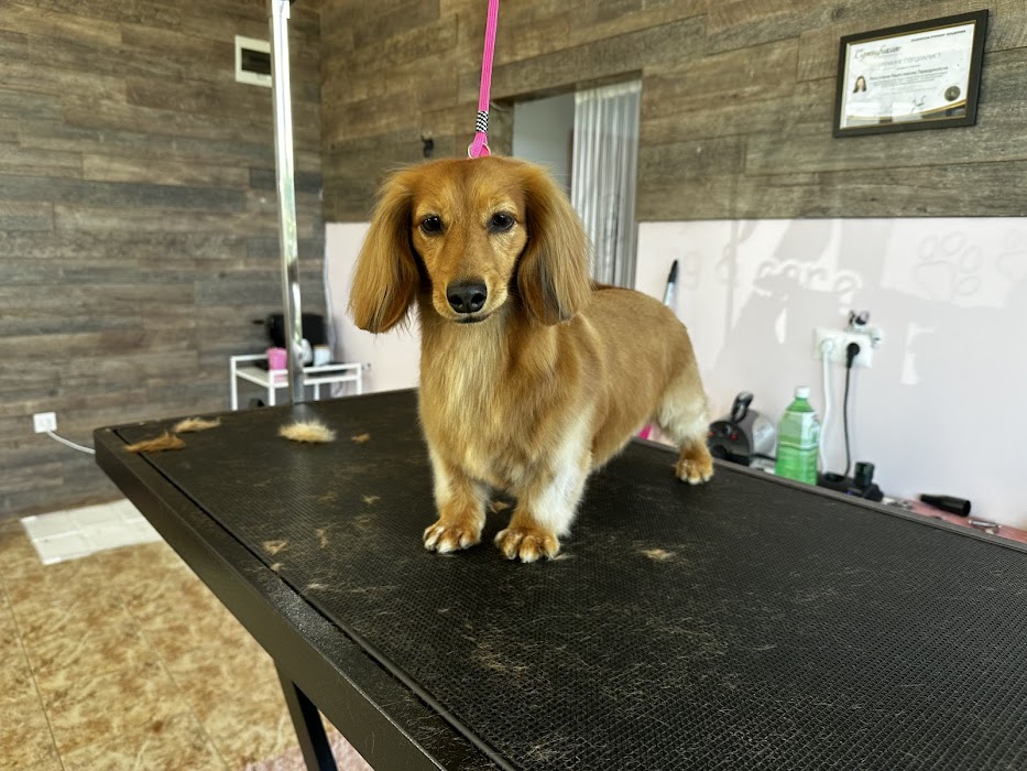 Furry Grooming & Care Salon
