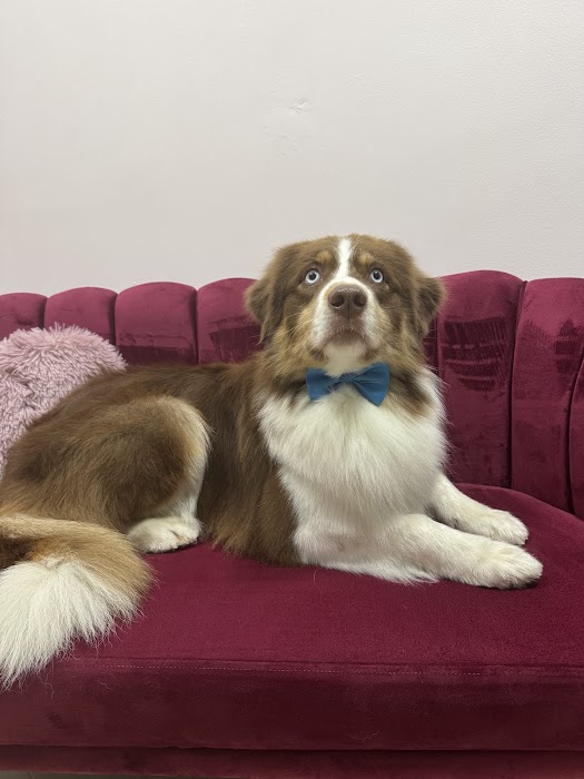 Goldy Grooming Salon