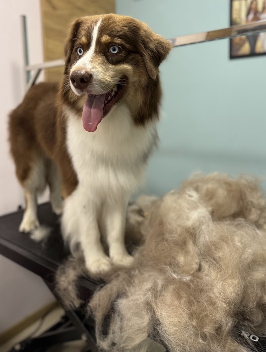 Goldy Grooming Salon
