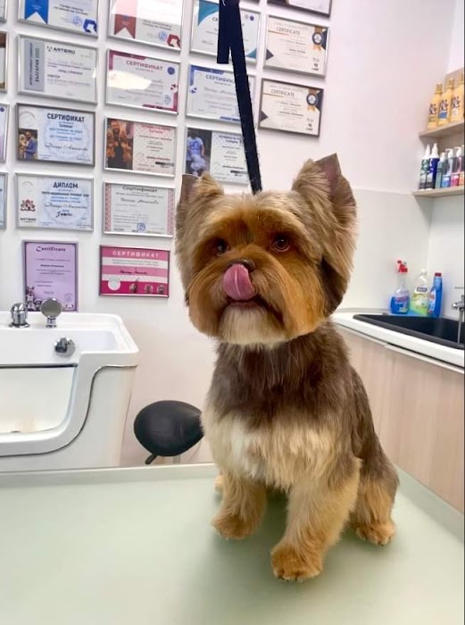 Grooming Studio Dog Star