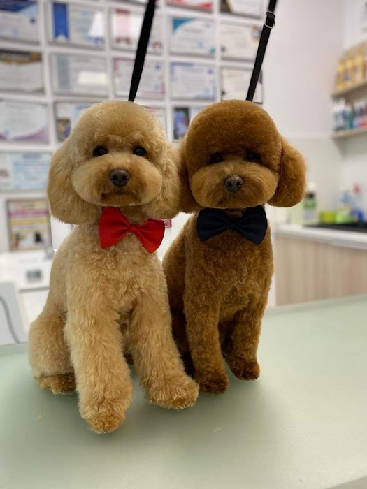 Grooming Studio Dog Star