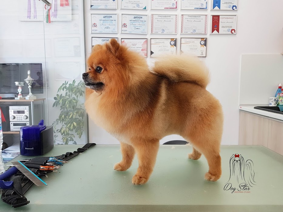 Grooming Studio Dog Star