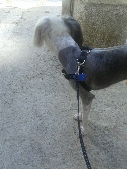 Grooming Studio Dog Star
