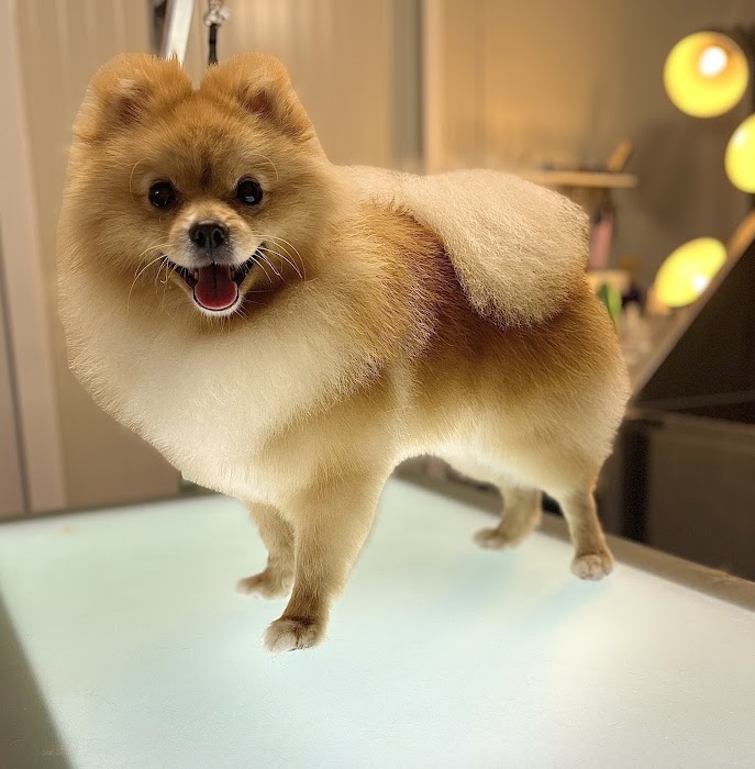 Puppy Bubbles Hotel & Grooming